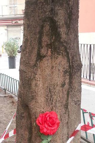 L’immagine di Padre Pio su un albero a Napoli, i fedeli gridano al miracolo