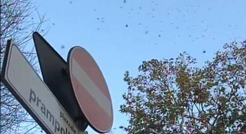 Latina: storni a piazzale Prampolini, cittadini esasperati