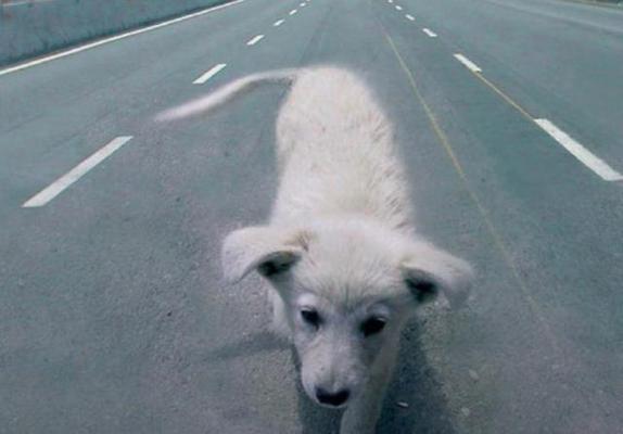 Cane abbandonato, clochard a processo