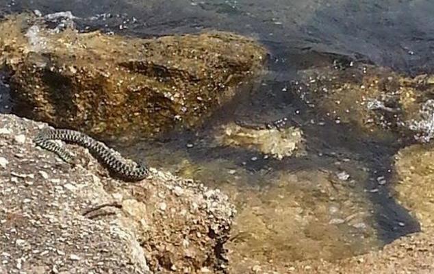 Serpente sugli scogli a Gaeta, è panico