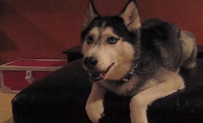 Cani e gatti che parlano come l’uomo