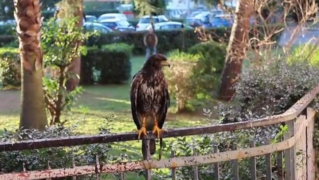 Latina, storni infestano l’ospedale Goretti: arrivano i falchi