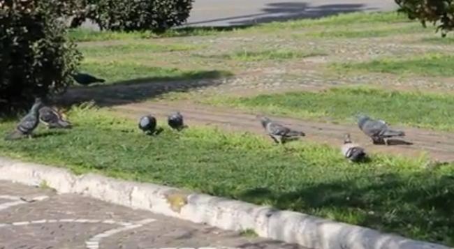 La Guerra del Piccione in Piazza del Popolo a Latina