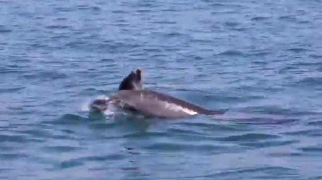 Mamma delfino trascina il cucciolo morto e cerca di rianimarlo