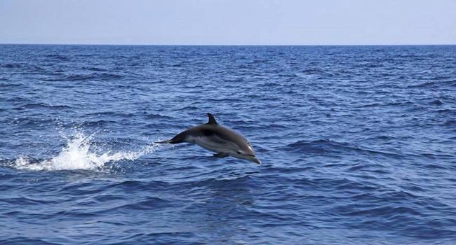 Branco di delfini nelle acque tra Ponza e Ventotene, il fantastico filmato