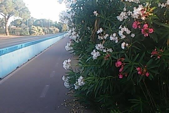 Latina, la ciclabile di via del Lido nel degrado: “Erba alta e siepi incolte, fate qualcosa”