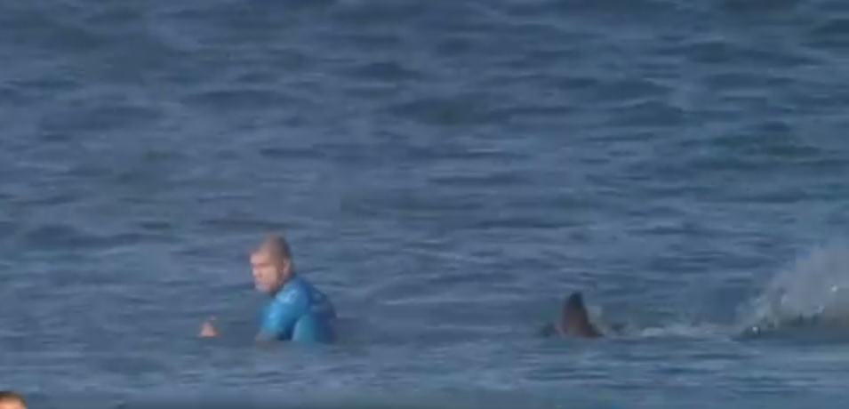 Surfista attaccato da uno squalo panico in diretta tv