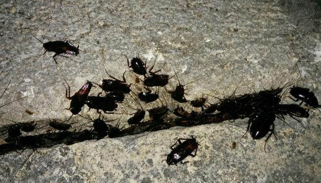 Gigantesca colonia di scarafaggi in pieno centro a Latina