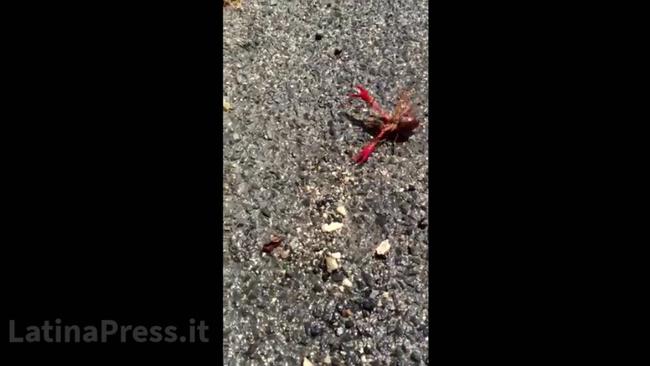 Latina, invasione di gamberi killer alle autolinee dopo il maltempo