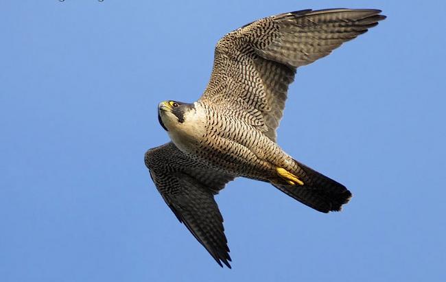 A Fogliano la Forestale libera le specie protette ferite