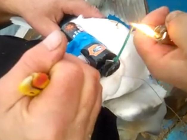 Legano petardo al collo di un gabbiano e lo liberano: il video choc