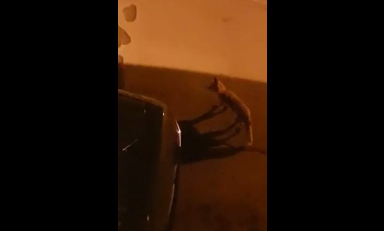 Una volpe si aggira per le strade di Sperlonga, il video