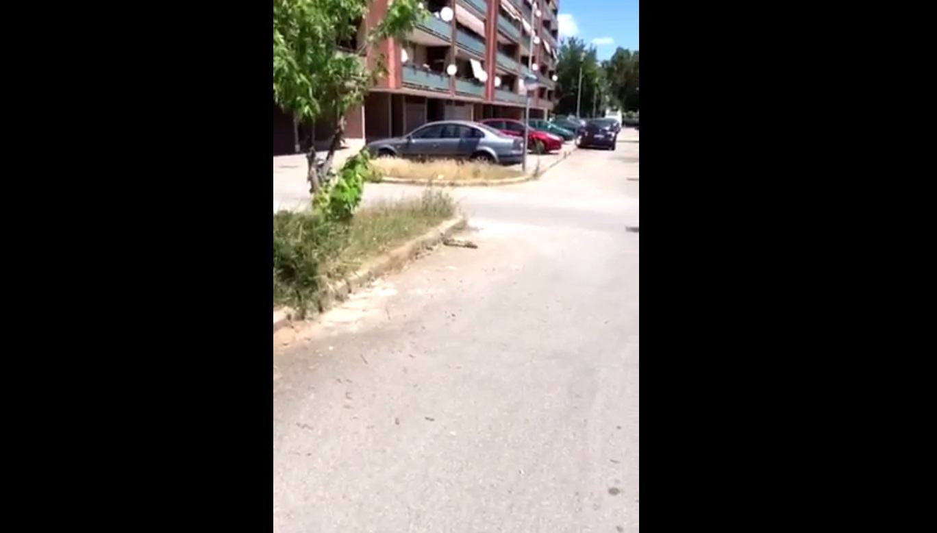 Erba alta a Latina, spiacevoli incontri in viale Le Corbusier VIDEO