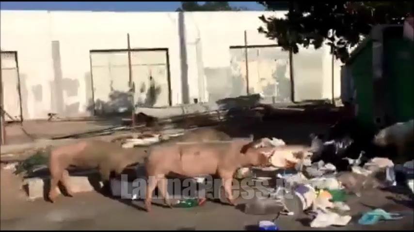 Degrado e maiali nei pressi di via Piave a Latina VIDEO