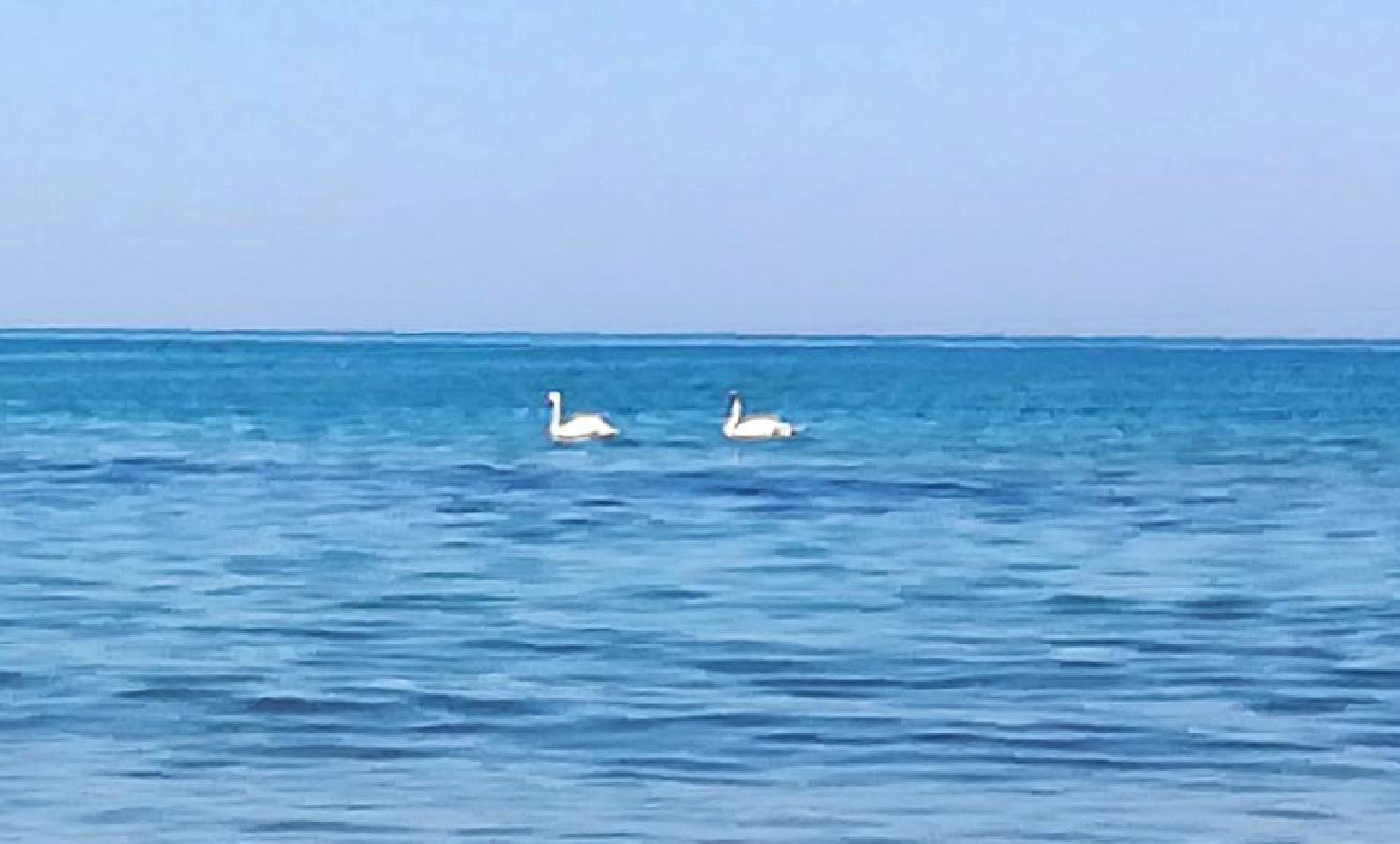 A Sabaudia anche i cigni fanno il bagno tra i turisti VIDEO