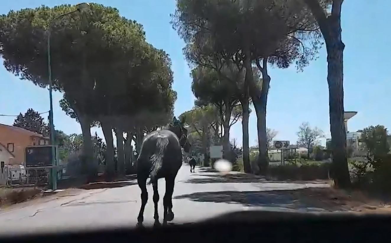 Le fiamme devastano Latina, la disperata fuga di alcuni cavalli su via Epitaffio VIDEO