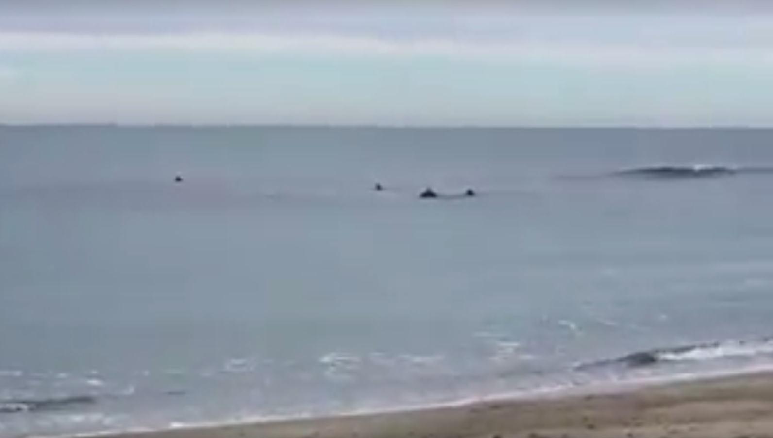 Tenta di togliersi la vita gettandosi in mare, salvato VIDEO