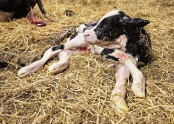Singolare furto alle porte di Latina, rubati due vitellini appena nati