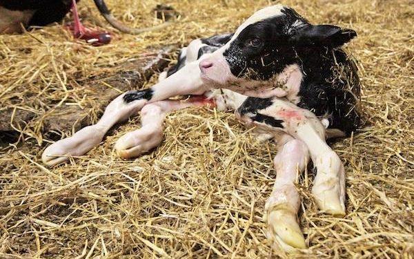 Singolare furto alle porte di Latina, rubati due vitellini appena nati