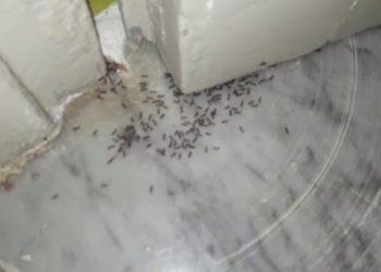 Latina, le formiche invadono la scuola dell’infanzia: i genitori lasciano i figli a casa VIDEO