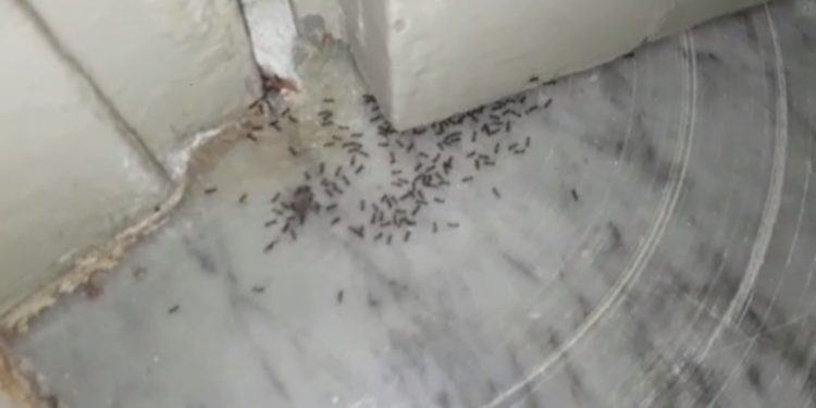 Latina, le formiche invadono la scuola dell’infanzia: i genitori lasciano i figli a casa VIDEO