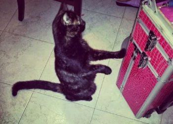 Orrore a Latina: gatta bruciata viva. Appello per individuare i responsabili FOTO