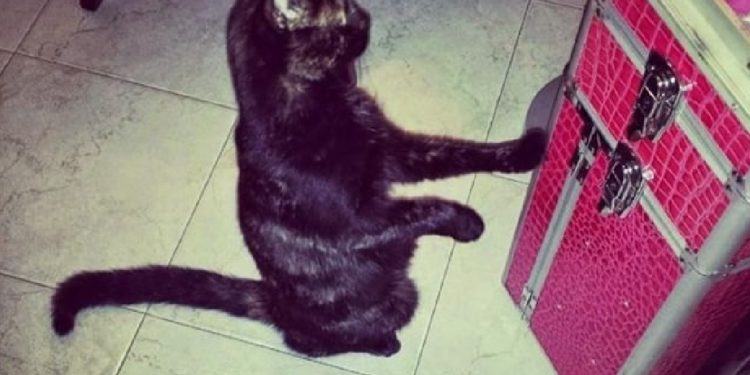 Orrore a Latina: gatta bruciata viva. Appello per individuare i responsabili FOTO