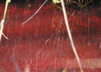 Latina, il canale Rio Martino si tinge di rosso