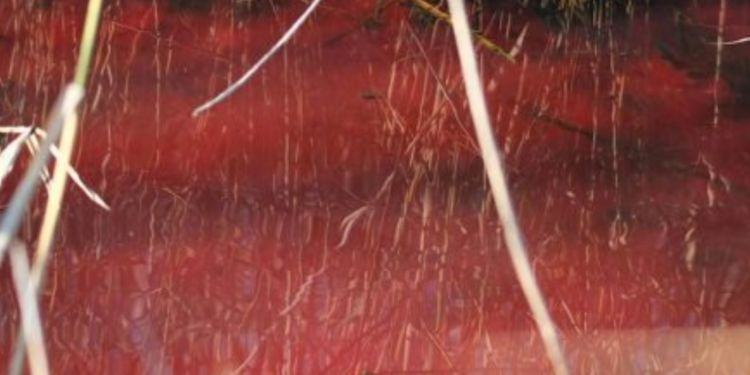 Latina, il canale Rio Martino si tinge di rosso