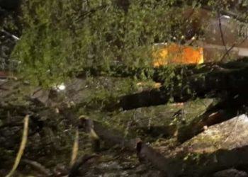 Cade un albero su auto in corsa: madre e figlio piccolo salvi per miracolo a Cisterna