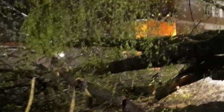 Cade un albero su auto in corsa: madre e figlio piccolo salvi per miracolo a Cisterna