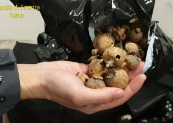 50mila bulbi di papavero da oppio destinati alla provincia di Latina: arrestati 2 indiani