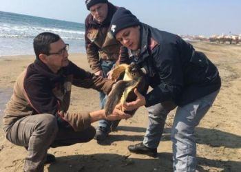 La Forestale salva la tartaruga spiaggiata sul lungomare di Latina FOTO