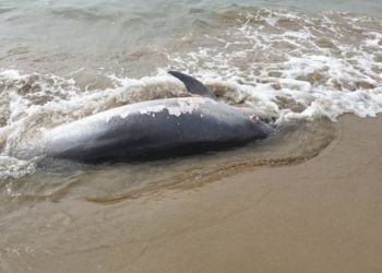 Delfino spiaggiato da giorni sul lungomare di Latina. “Nessuno interviene, è una vergogna” VIDEO