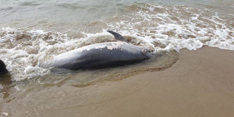 Delfino spiaggiato da giorni sul lungomare di Latina. “Nessuno interviene, è una vergogna” VIDEO