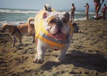 A Latina arriva la “Bau Beach”, prima spiaggia dedicata ai cani