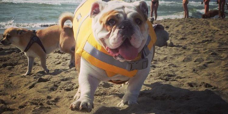 A Latina arriva la “Bau Beach”, prima spiaggia dedicata ai cani