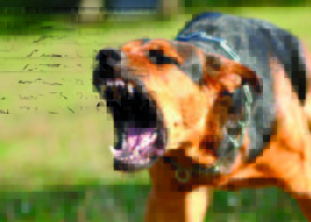 Latina, aggredita e ferita da un cane finisce all’ospedale