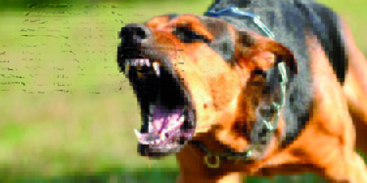 Latina, aggredita e ferita da un cane finisce all’ospedale