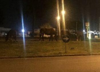 Latina: a via Piave, di notte, sette cavalli e un asino