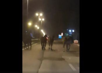 Latina, cavalli attraversano la strada: incidente sfiorato su via Piave VIDEO