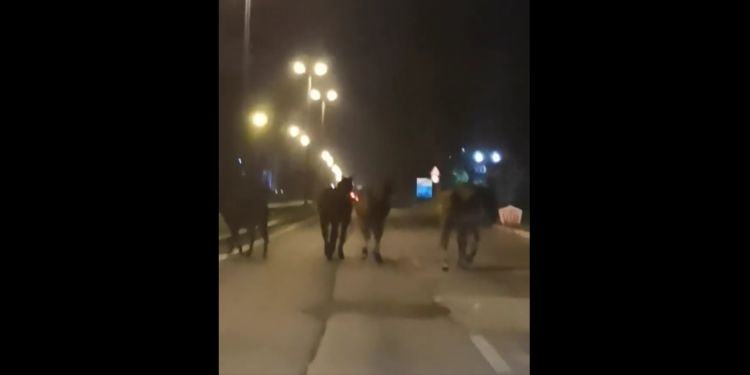 Latina, cavalli attraversano la strada: incidente sfiorato su via Piave VIDEO