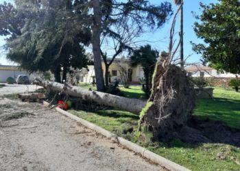 Latina, ingenti danni del vento: alberi caduti e tetti divelti dalle forti raffiche