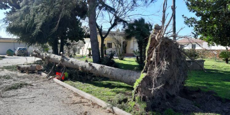 Latina, ingenti danni del vento: alberi caduti e tetti divelti dalle forti raffiche