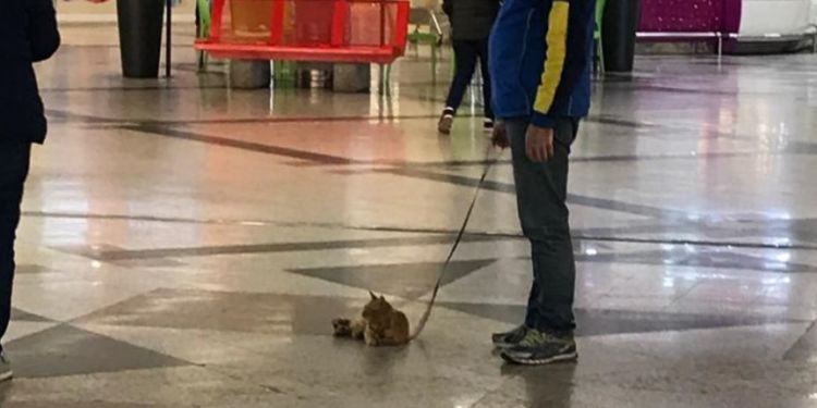 Latina, il gatto che esce a passeggiare al guinzaglio al centro commerciale