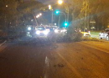 Enorme eucalipto crolla in strada, paura in viale Le Corbusier a Latina