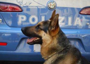 Latina, nascondeva in casa hashish e cocaina: individuato grazie al cane antidroga