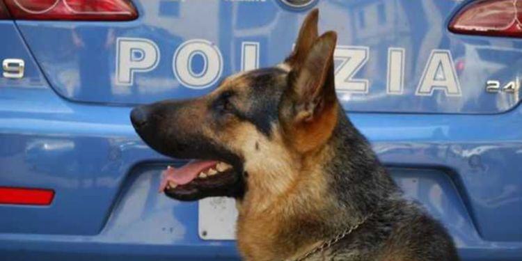 Latina, nascondeva in casa hashish e cocaina: individuato grazie al cane antidroga
