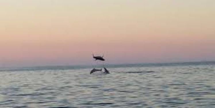 La danza dei delfini: emozionante spettacolo a Ponza