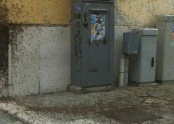 Invasione di api in pieno centro a Latina, l’incredibile video di un nostro lettore